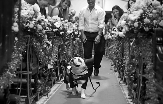 pet on weddings